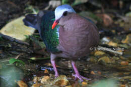 Image of Asian Emerald Dove (Common)