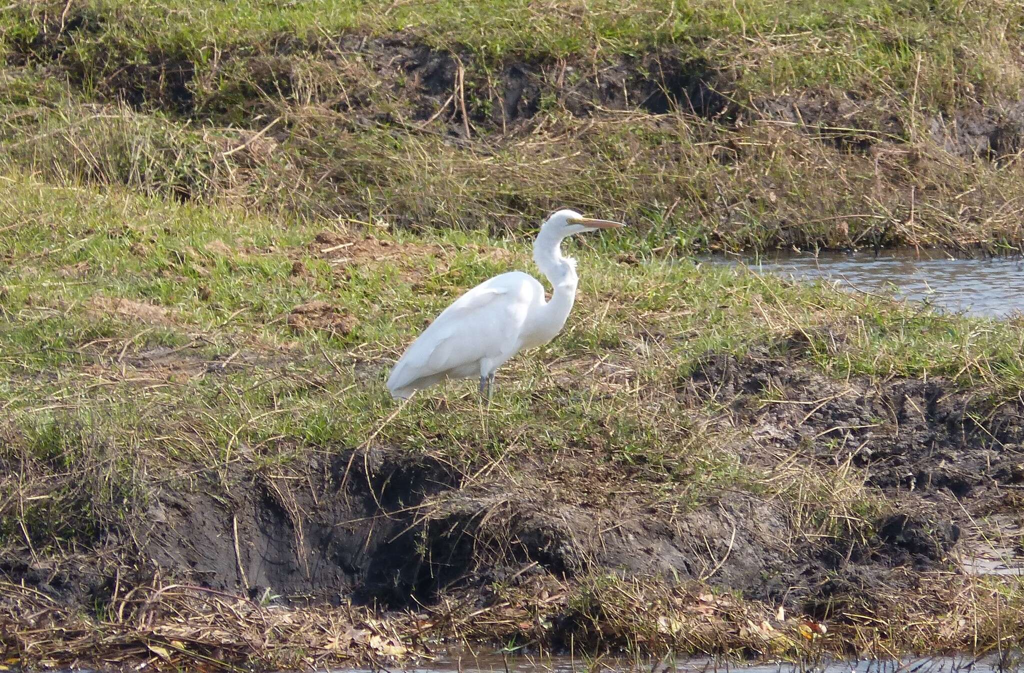 Image of Ardea alba melanorhynchos Wagler 1827