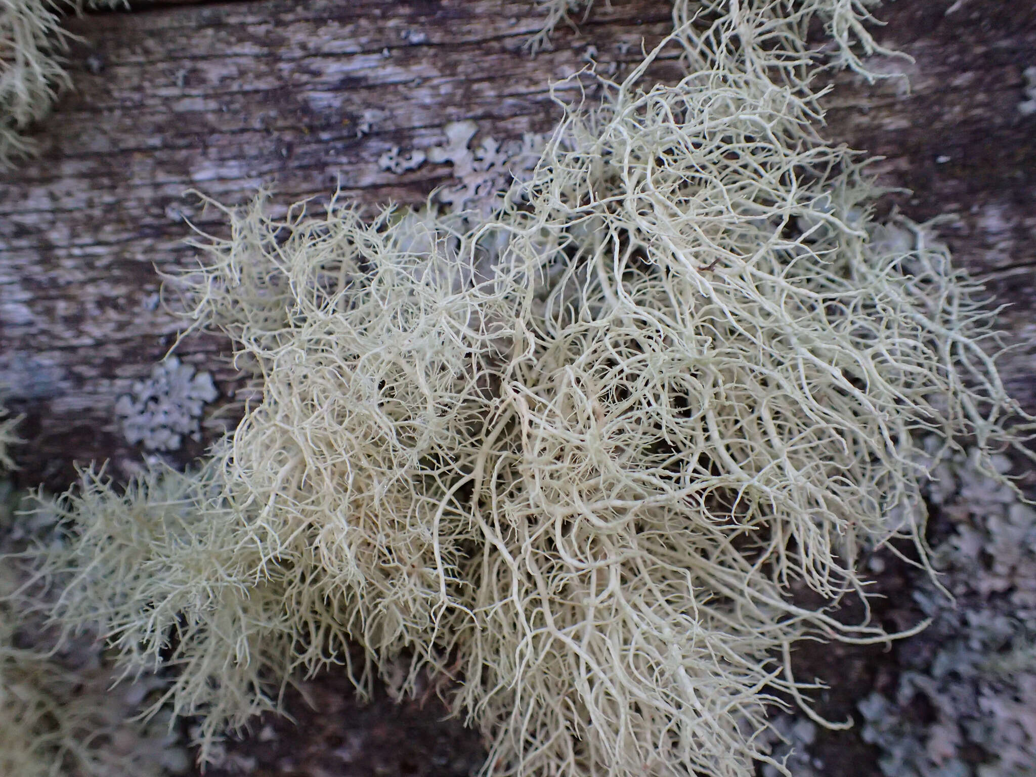 Image of Inflated Beard Lichen