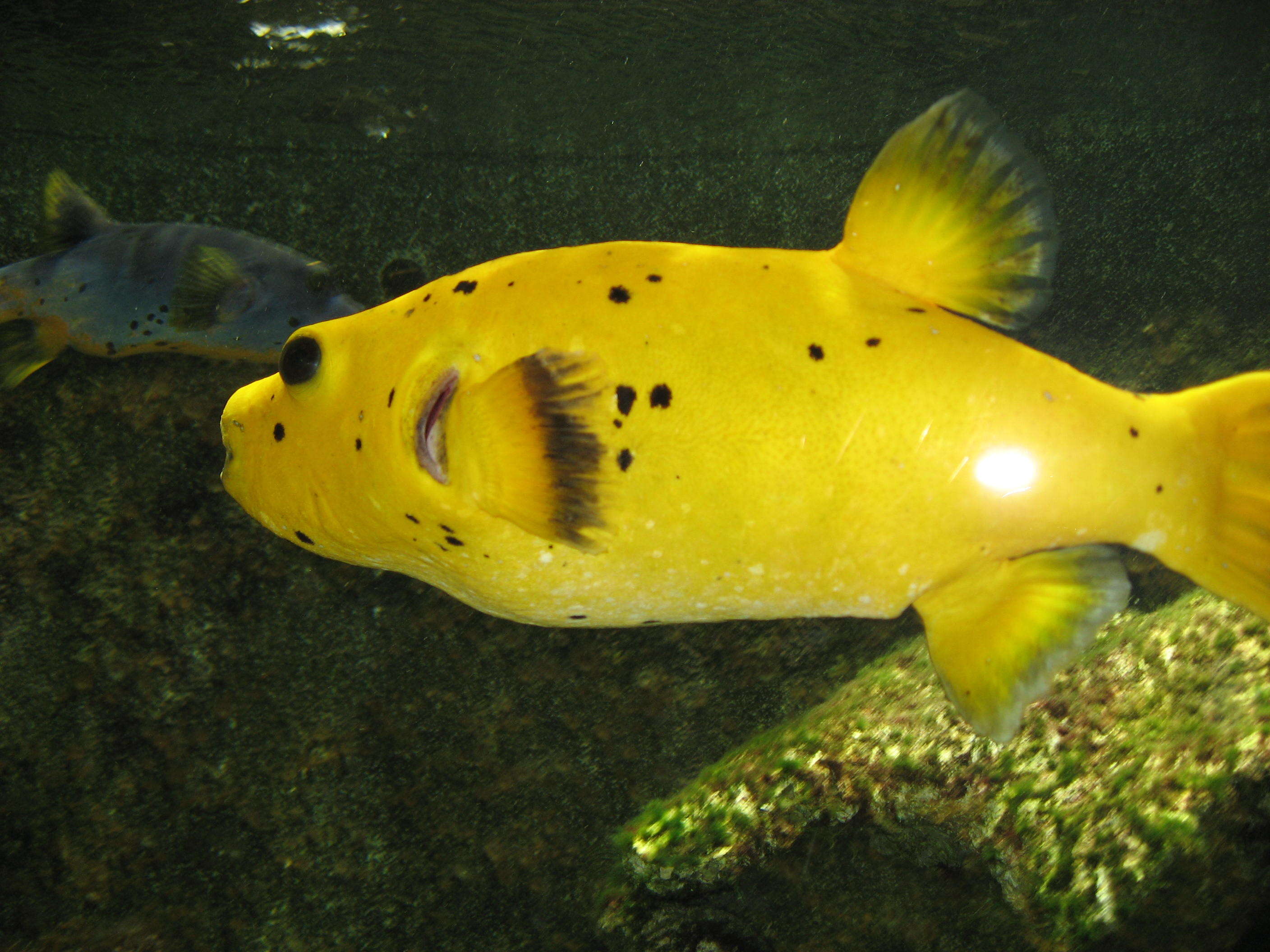 Image of Black Spotted Blow Fish