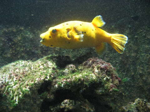 Image of Black Spotted Blow Fish