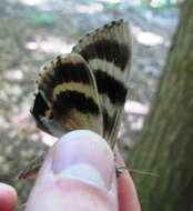 Image of Yellow-banded Underwing