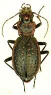 Image of Carabus (Platycarabus) irregularis Fabricius 1792