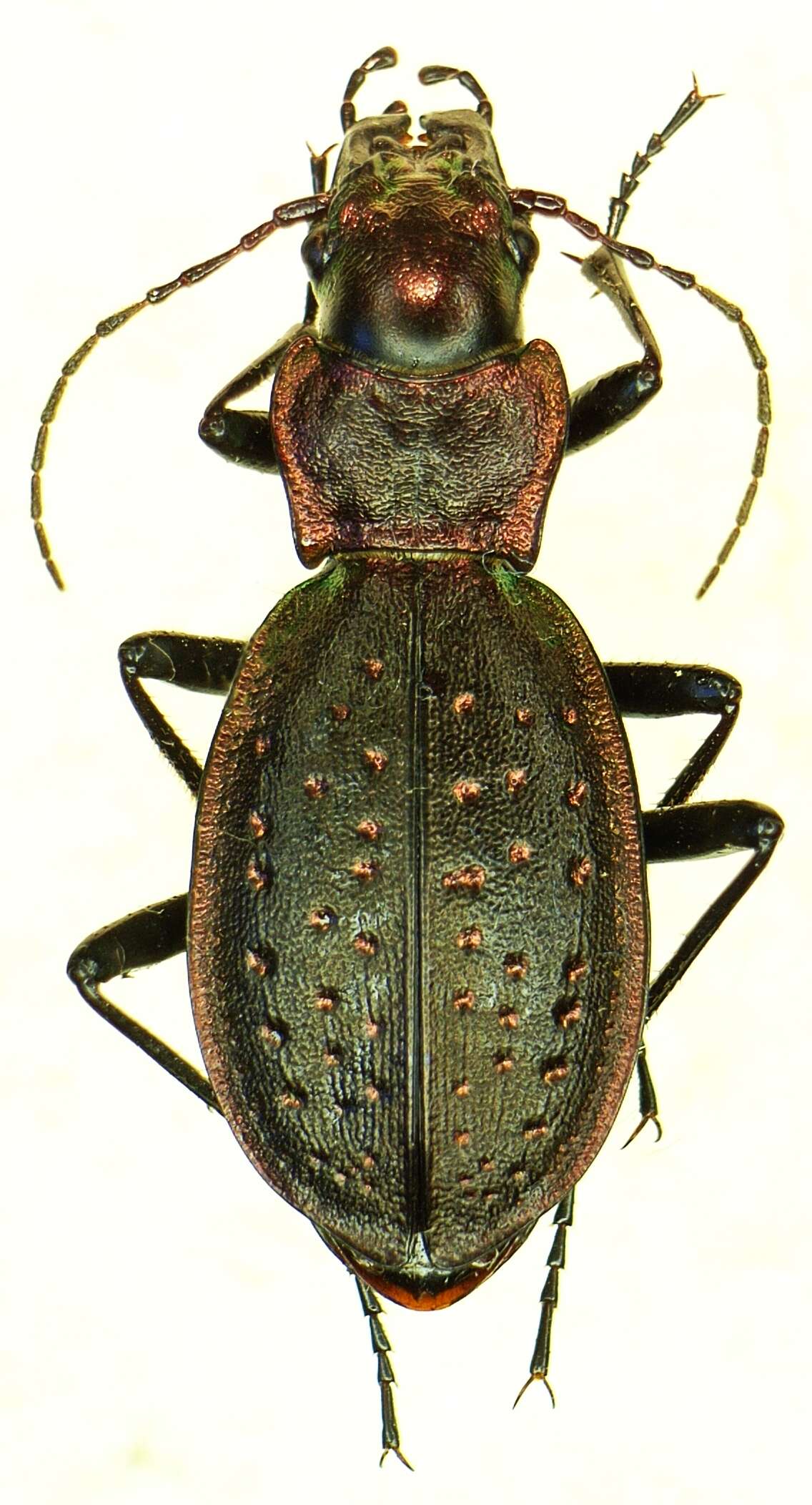 Image of Carabus (Platycarabus) irregularis Fabricius 1792