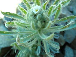 Image of Thompson's cryptantha