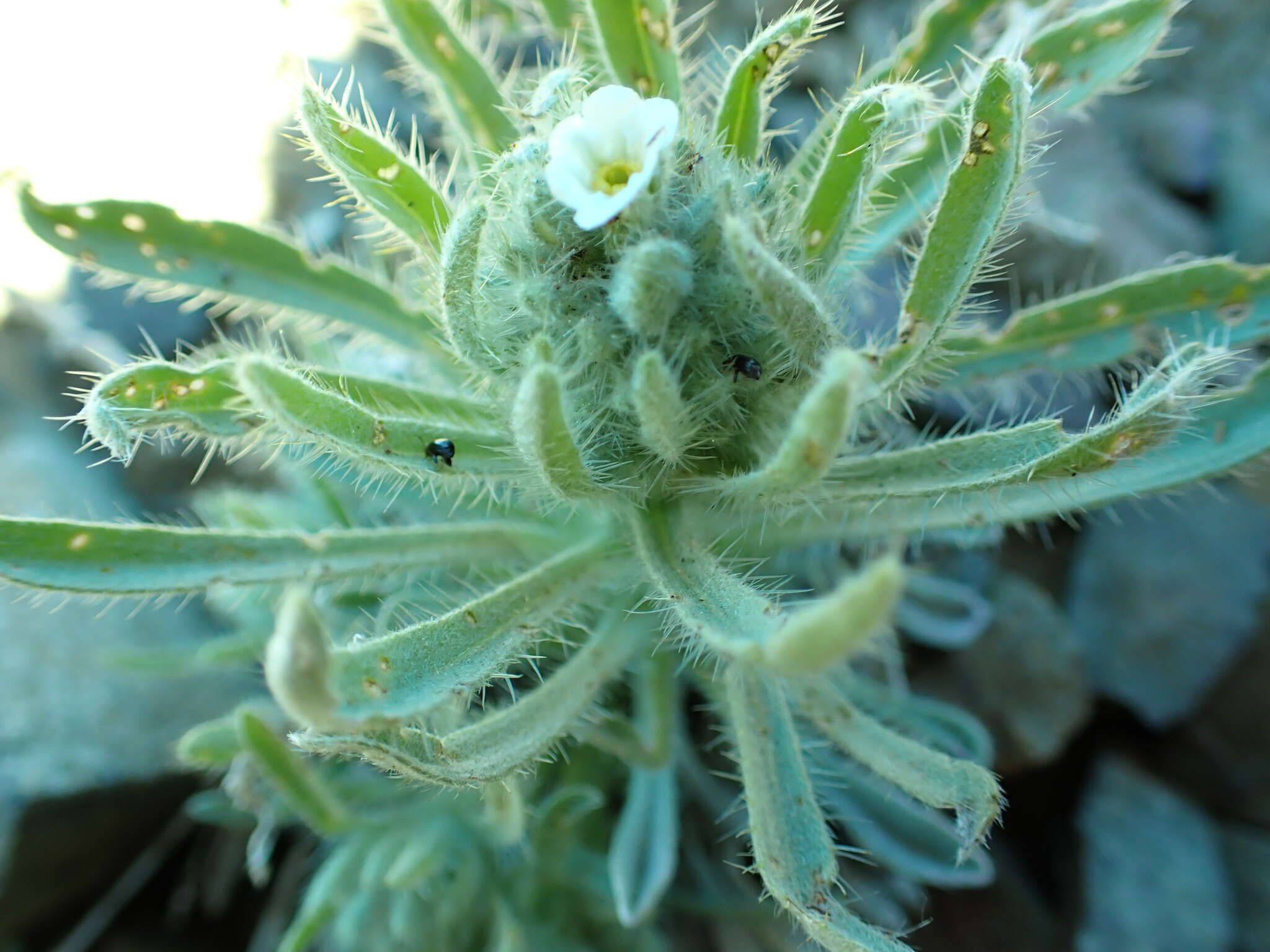 Image of Thompson's cryptantha