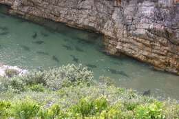Image of Spotted Gully Shark