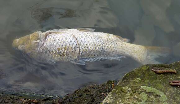 Image of common carp, carp