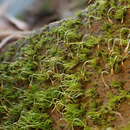 Image of Bent-moss