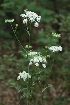 Image of Angelica czernaevia (Fisch. & C. A. Mey.) Kitag.