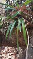 Слика од Encyclia adenocaula (Lex.) Schltr.