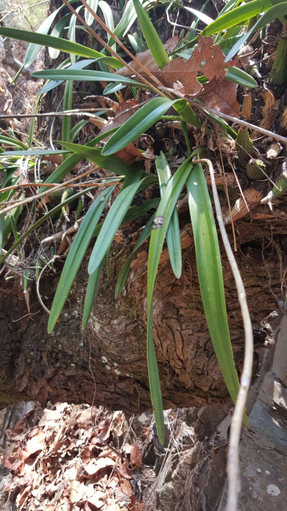 Слика од Encyclia adenocaula (Lex.) Schltr.