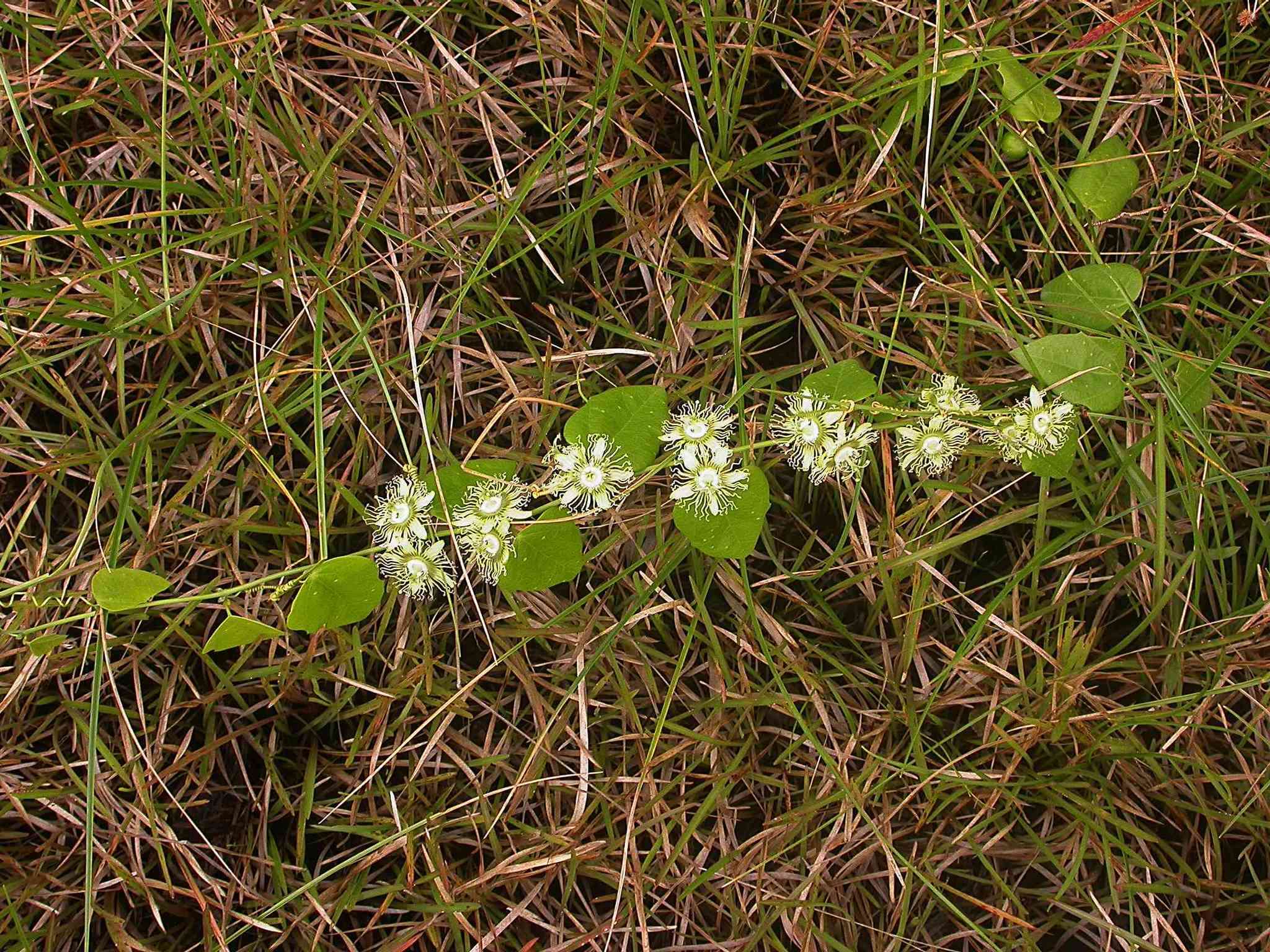 صورة Passiflora auriculata Kunth