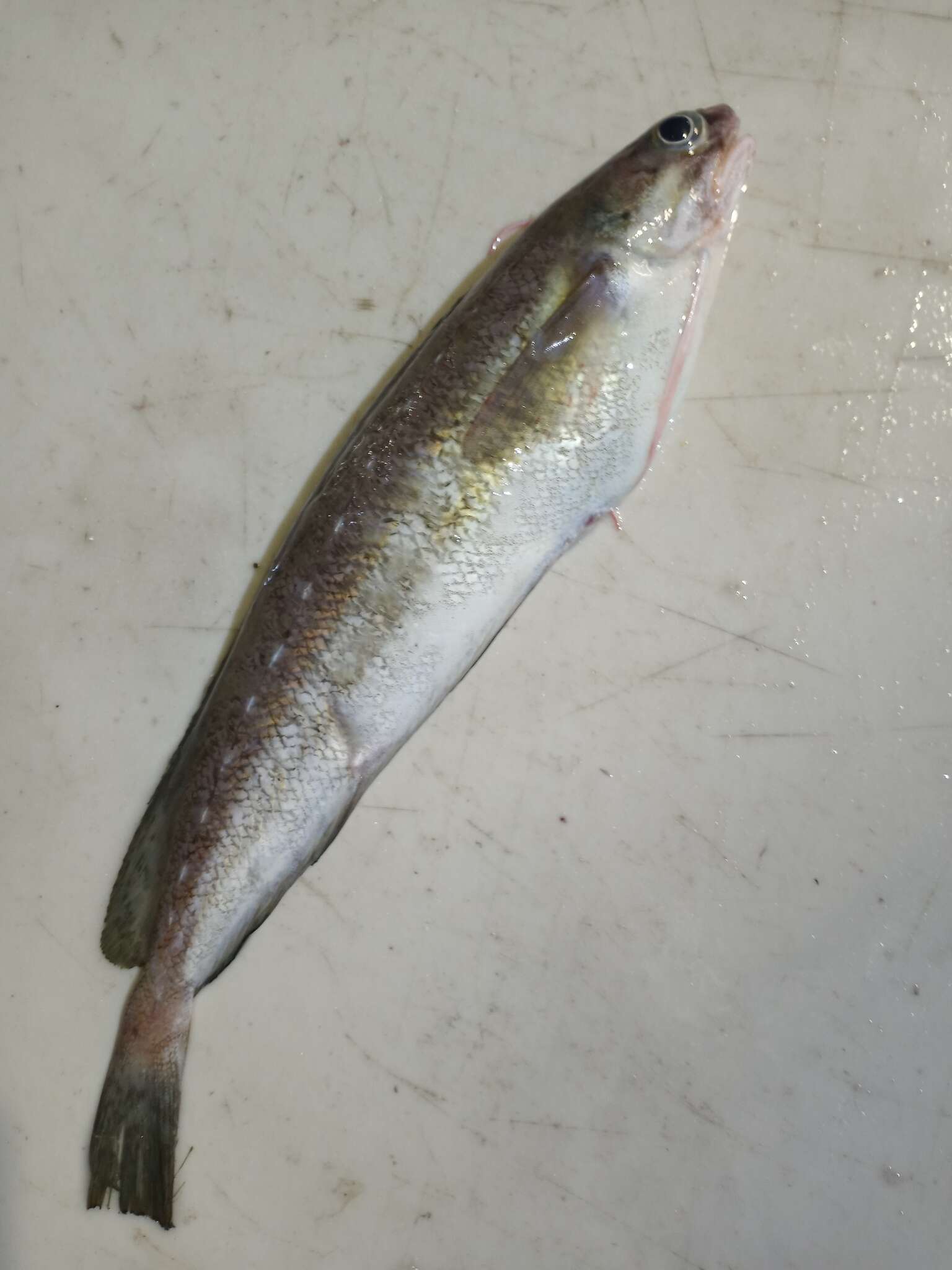 Image of Spotted Codling