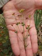 Imagem de Euphorbia leptocaula Boiss.