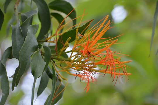 Image of Psittacanthus schiedeanus (Cham. & Schltdl.) G. Don