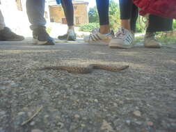 Image of Vipera latastei latastei Bosca 1878