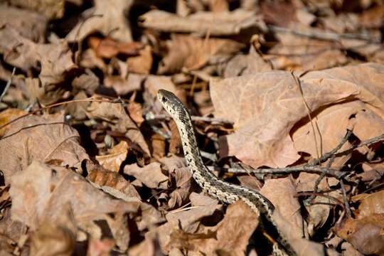 Image of Thamnophis sirtalis sirtalis (Linnaeus 1758)