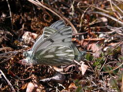 Image of Lofty Bath White