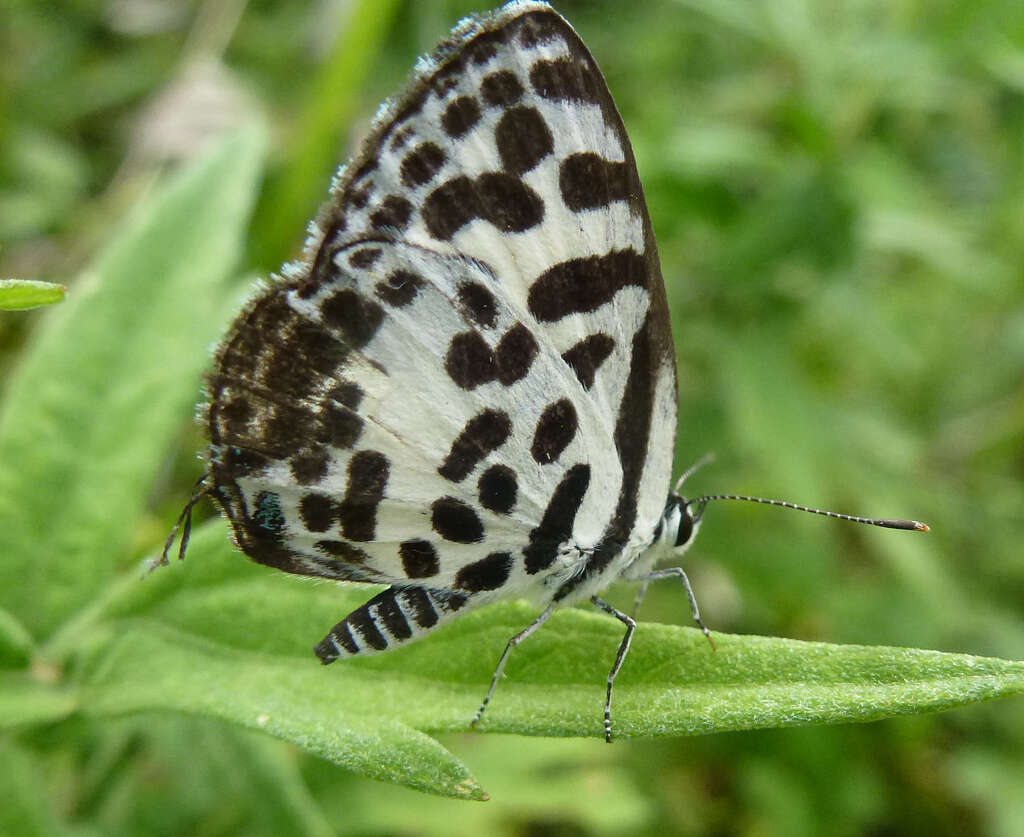 Image of Common Pierrot