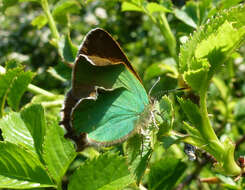 Plancia ëd Callophrys rubi (Linnaeus 1758)