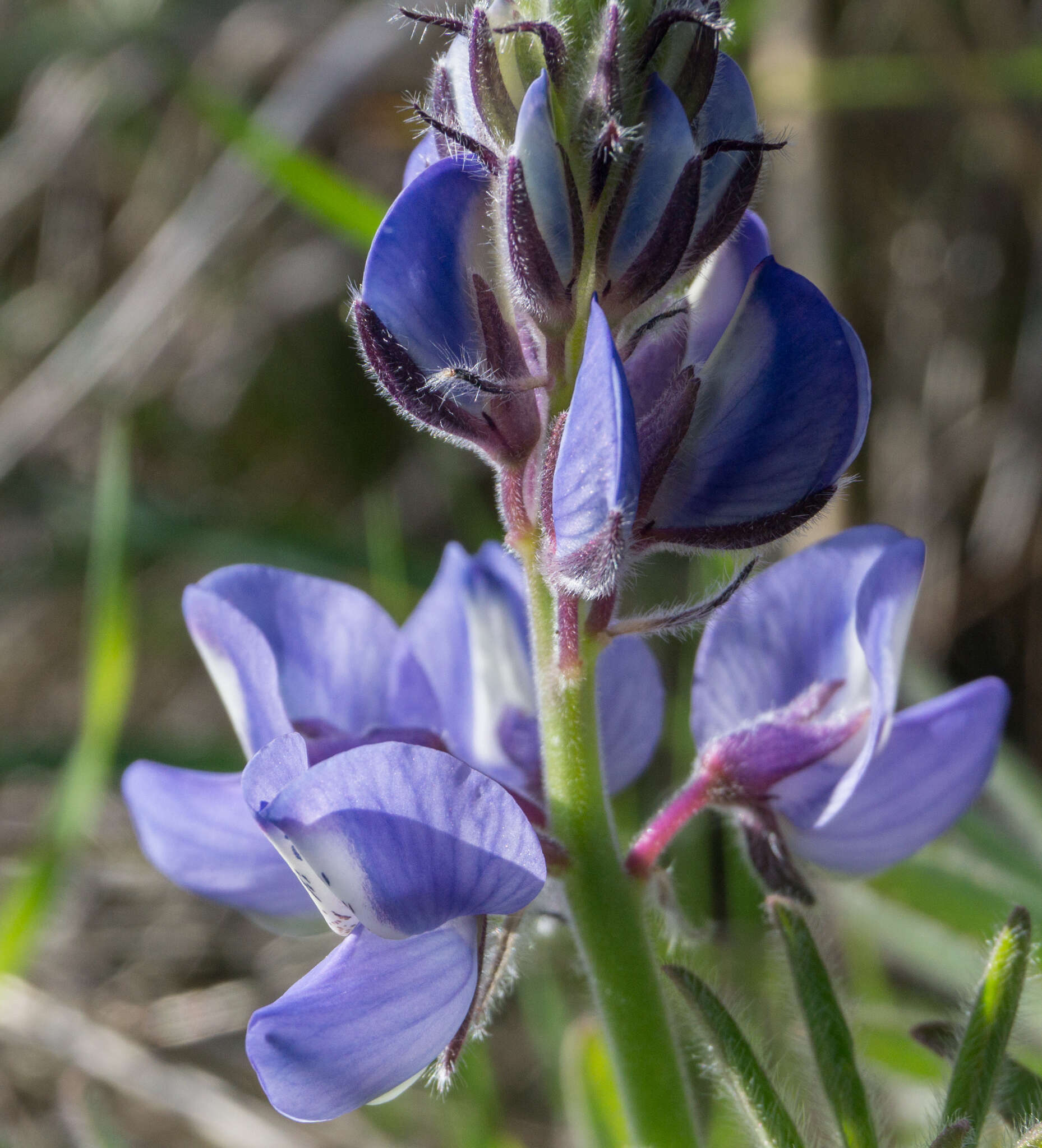 Слика од Lupinus guadalupensis C. P. Sm.