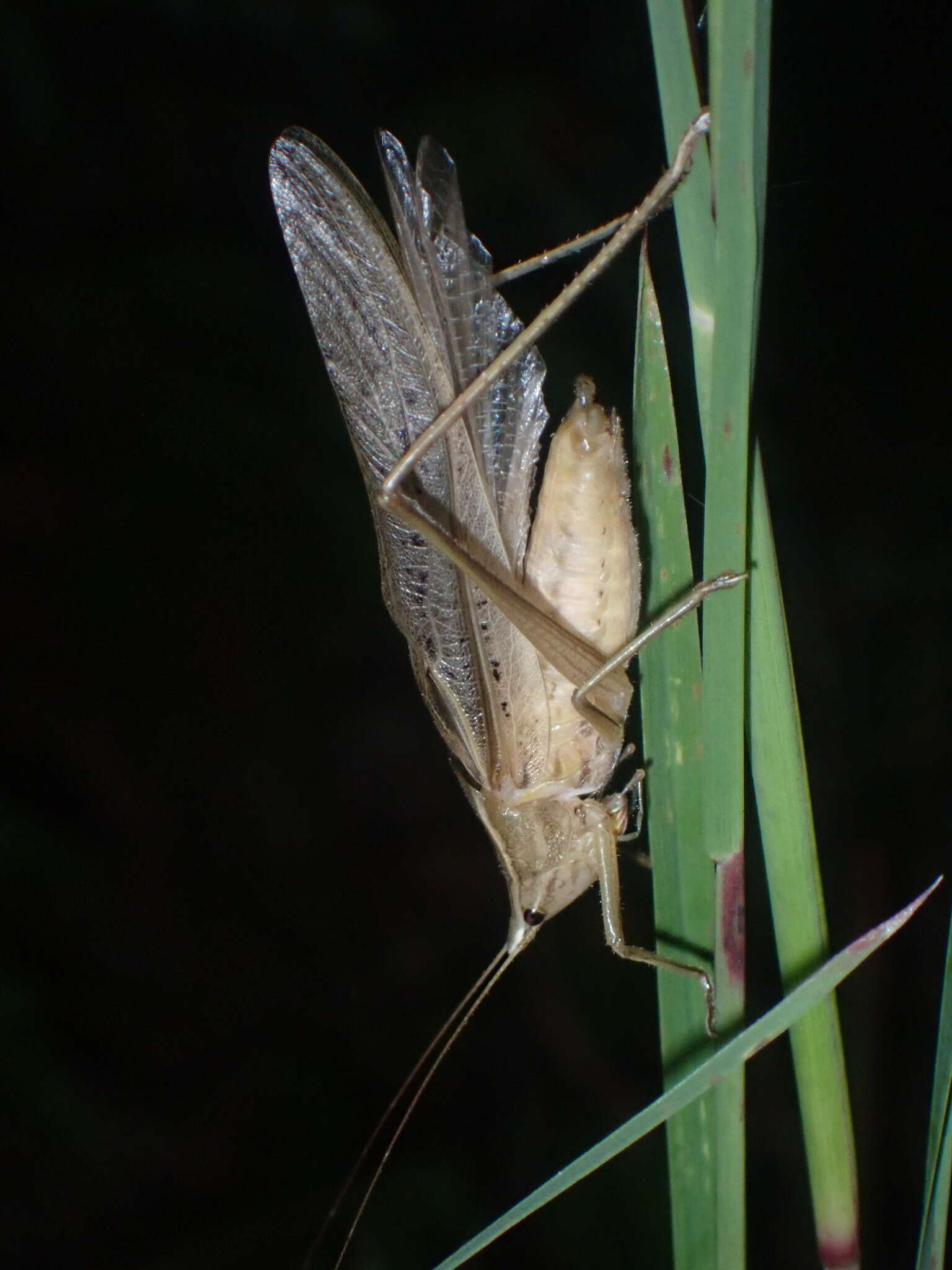 Слика од Neoconocephalus nebrascensis (Bruner & L. 1891)