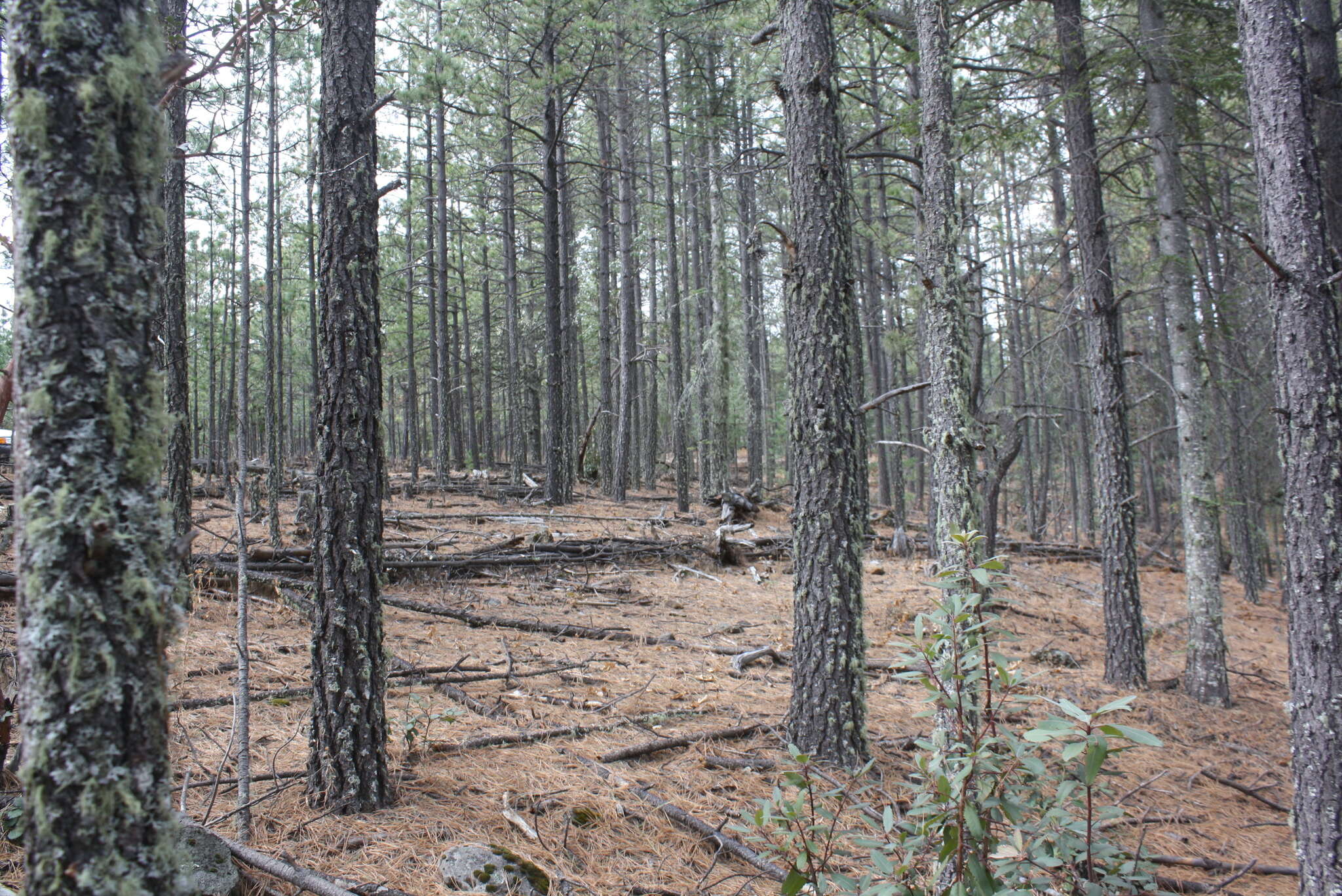 Image de Pinus arizonica Engelm.