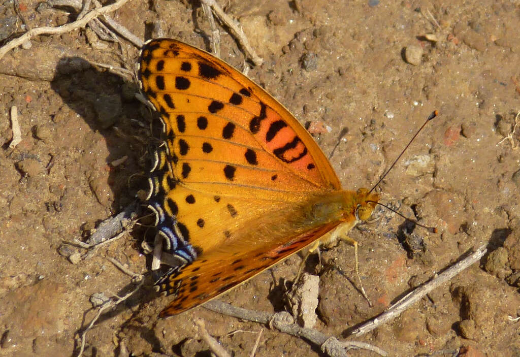 Image of Argynnis hyperbius