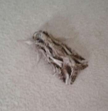 Image of Caribbean Armyworm Moth