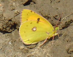 Image of Colias myrmidone (Esper 1781)