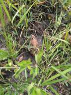 Image of Short-tailed horned lizard