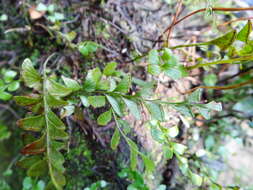 Image of Osmolindsaea japonica (Bak.) Lehtonen & Christenh.