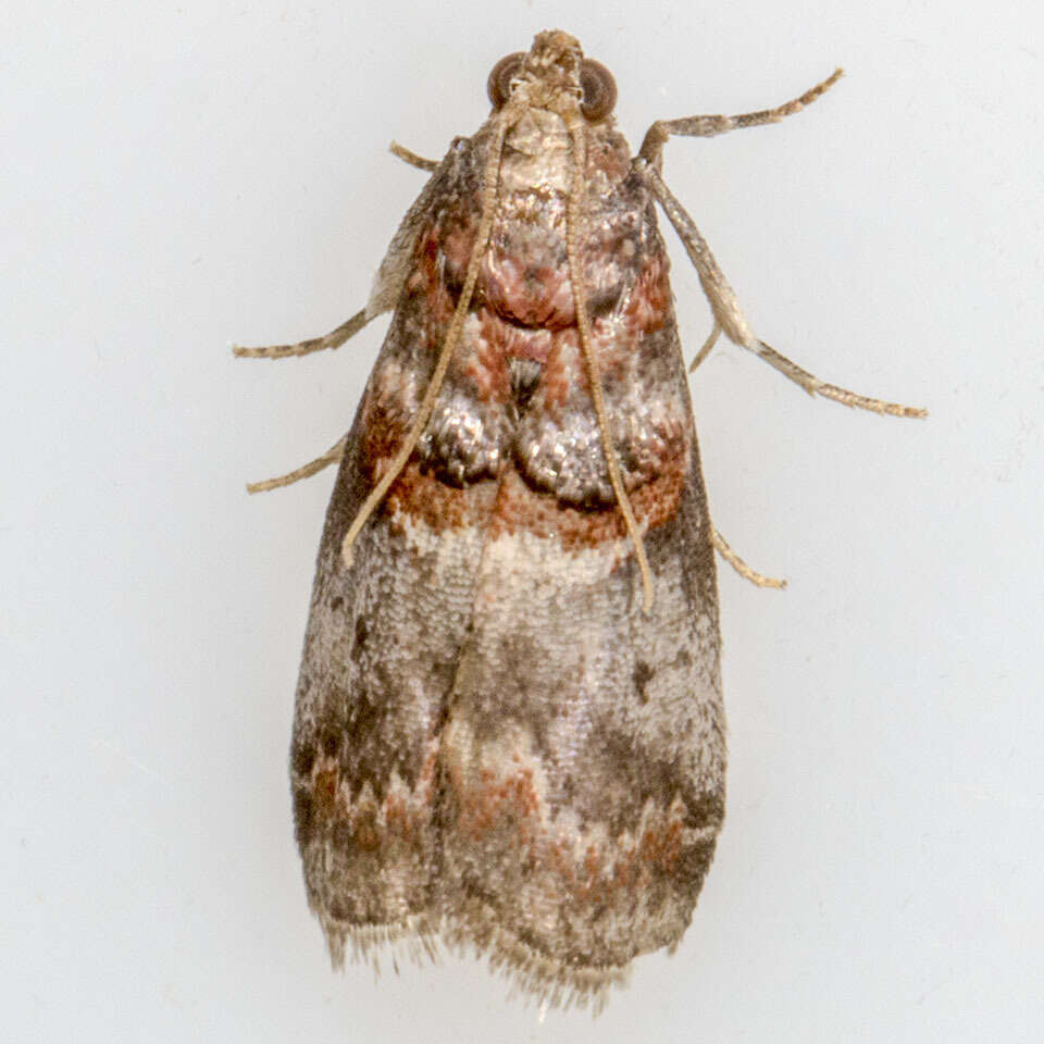 Image of Hickory Leafstem Borer