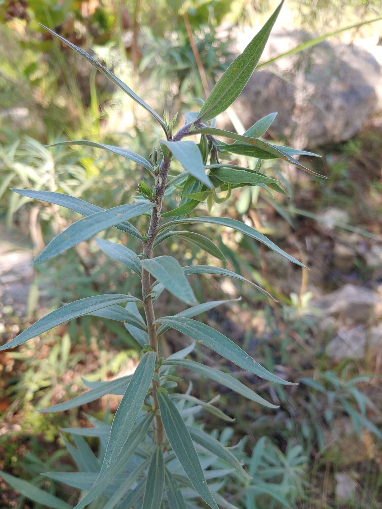 Image of Julia's goldenrod