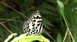 Image of Common Pierrot