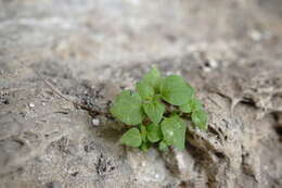 Image of Parietaria lusitanica subsp. chersonensis (Láng & Szov.) Chrtek