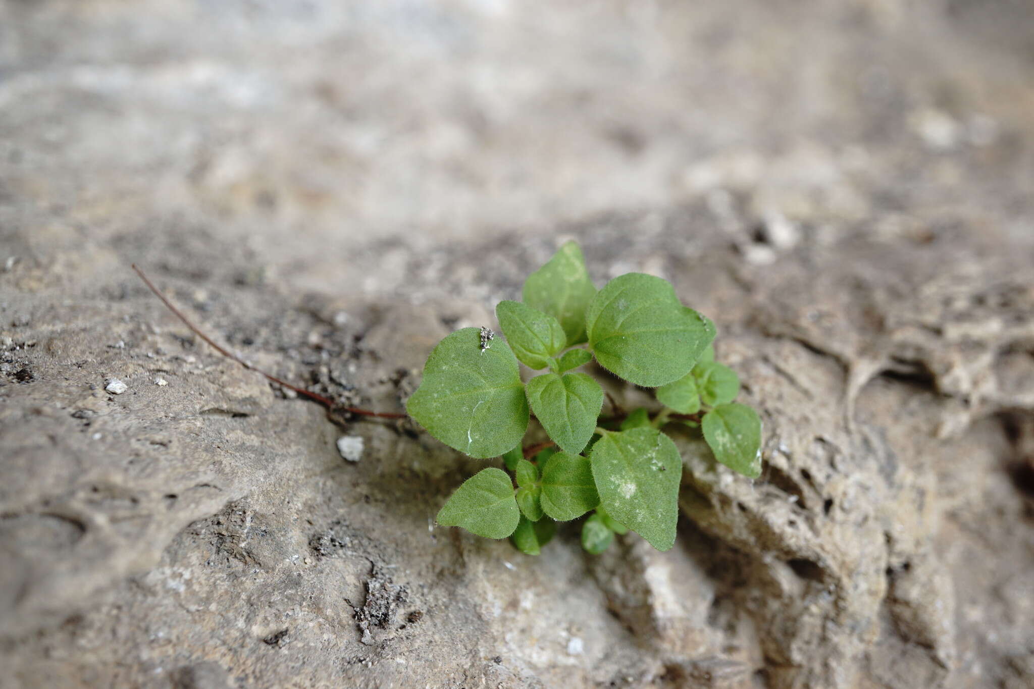 Image of Parietaria lusitanica subsp. chersonensis (Láng & Szov.) Chrtek