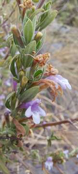 Plancia ëd Clinopodium chilense (Benth.) Govaerts