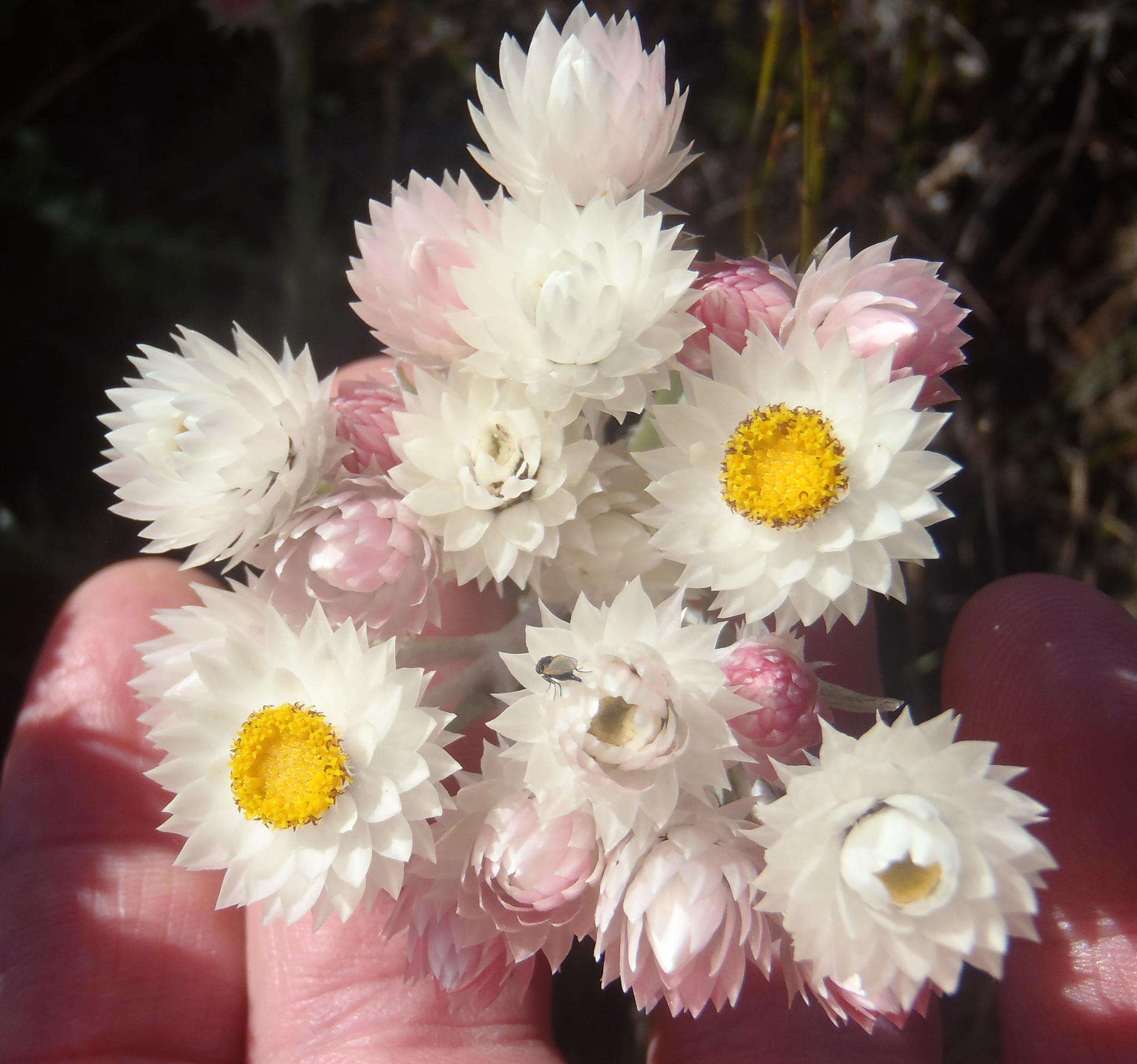 Image of Achyranthemum paniculatum