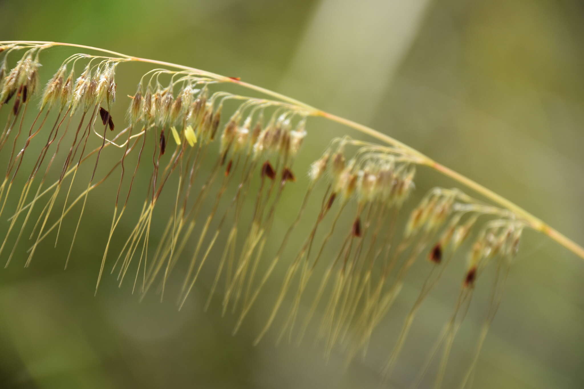 Image of Lopsided Indian Grass