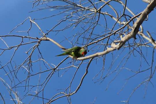 Image of Little Lorikeet