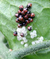 Image of sloe bug