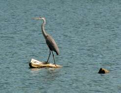 Image of Great Blue Heron