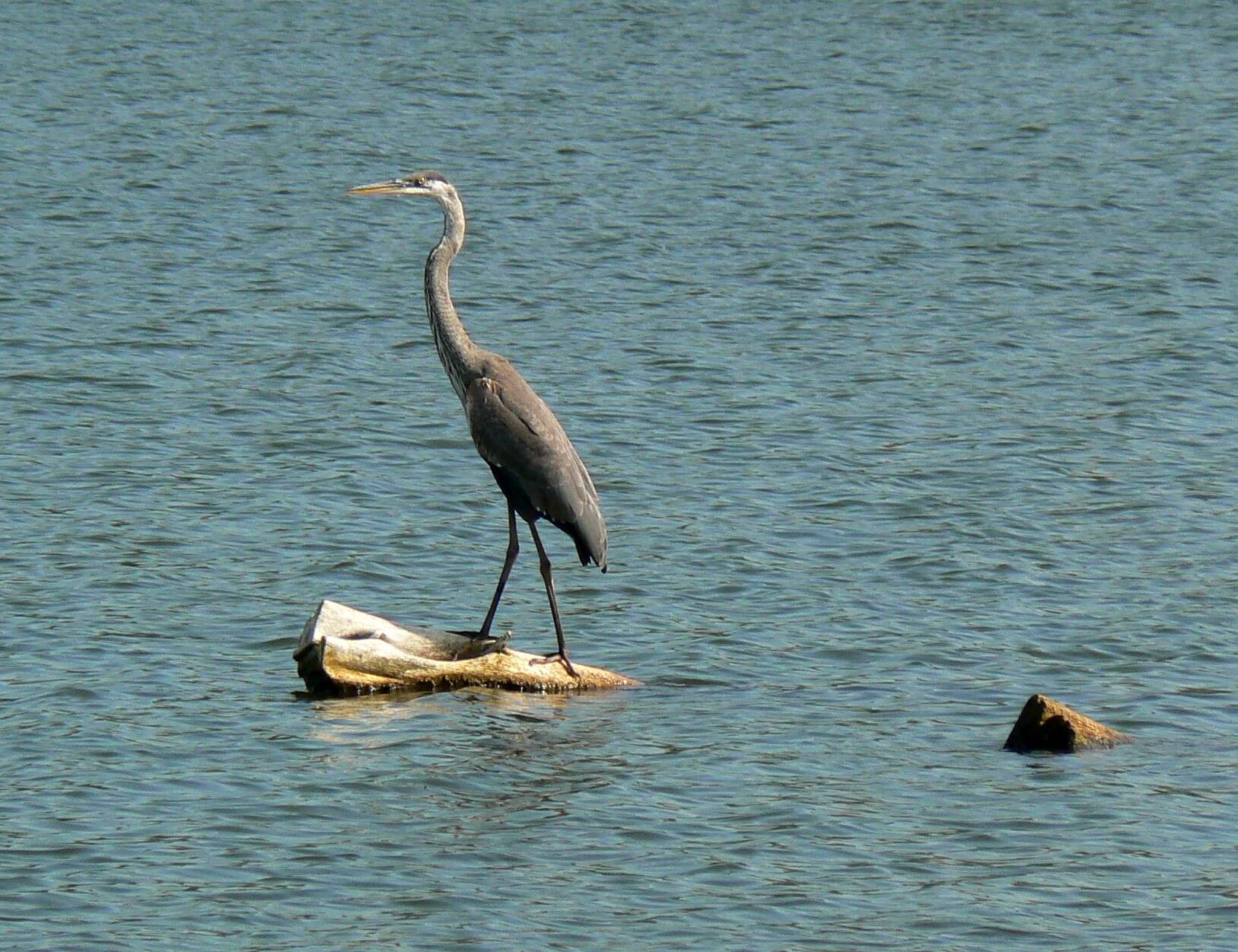 Image of Great Blue Heron