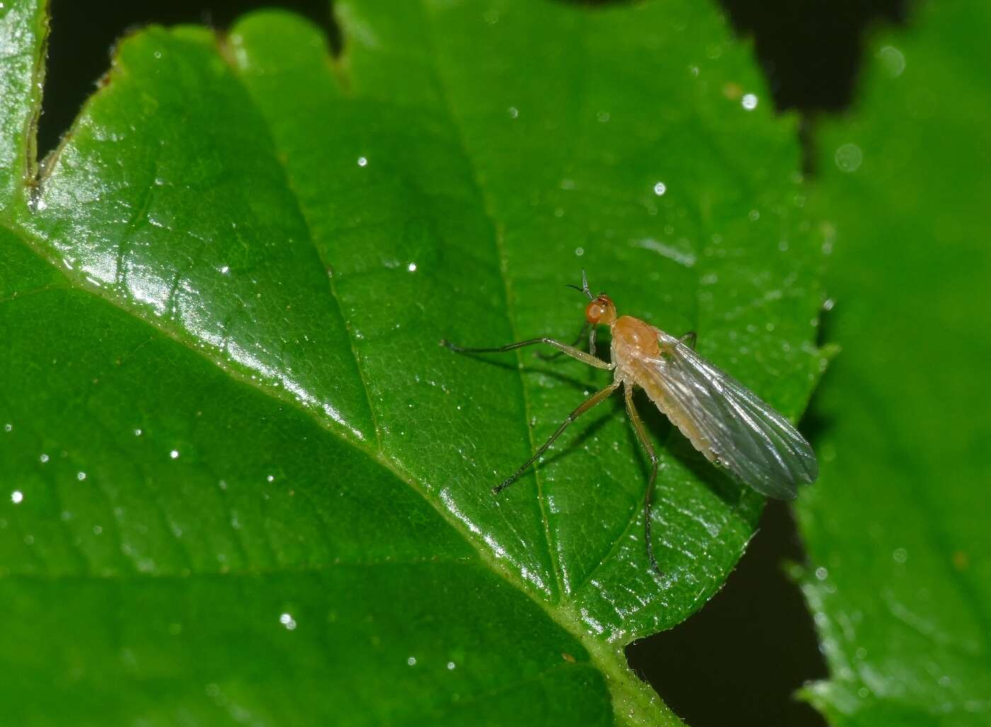 Image of Empis lutea Meigen 1804