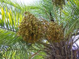 Image of Senegal date palm