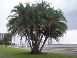 Image of Senegal date palm