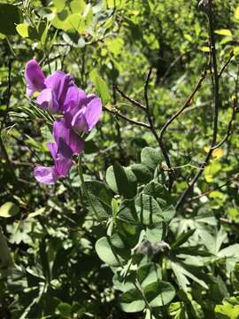 Lathyrus pauciflorus Fernald resmi