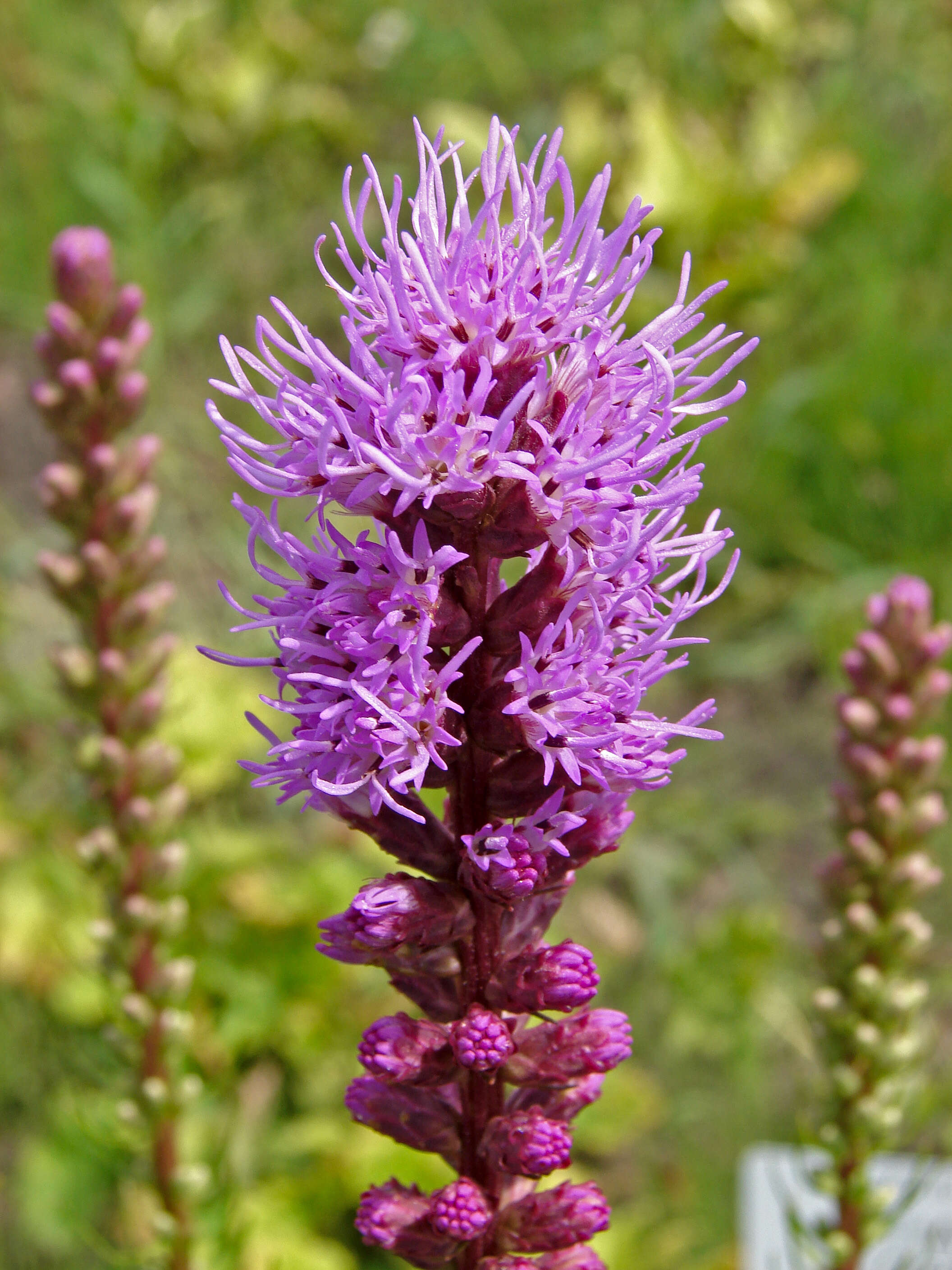 Слика од Liatris